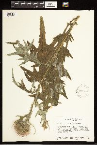 Cirsium vulgare image