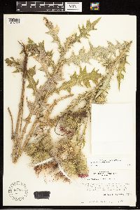 Cirsium vulgare image