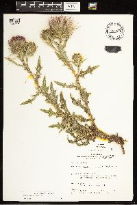 Cirsium vulgare image