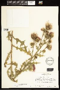 Cirsium vulgare image