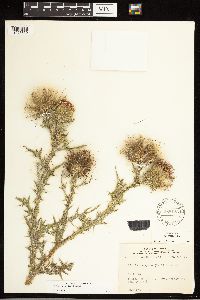 Cirsium vulgare image