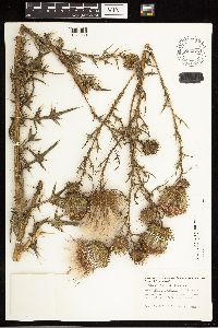 Cirsium vulgare image