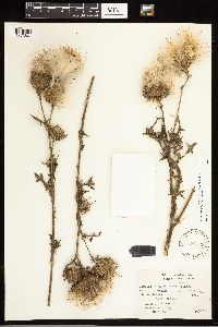 Cirsium vulgare image