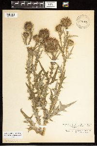 Cirsium vulgare image