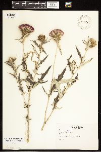 Cirsium vulgare image