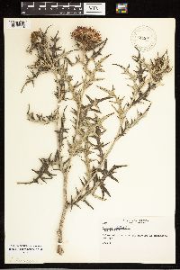 Cirsium vulgare image