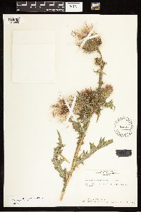 Cirsium vulgare image