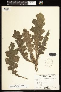 Cirsium vulgare image