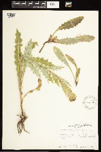 Cirsium vulgare image