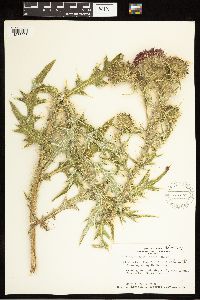 Cirsium vulgare image