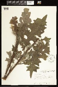 Cirsium vulgare image