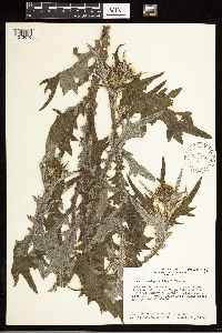 Cirsium vulgare image
