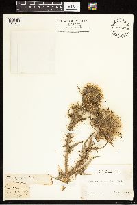 Cirsium vulgare image