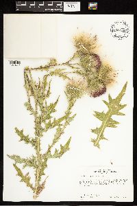 Cirsium vulgare image