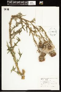 Cirsium vulgare image