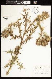 Cirsium vulgare image