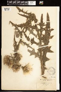 Cirsium vulgare image