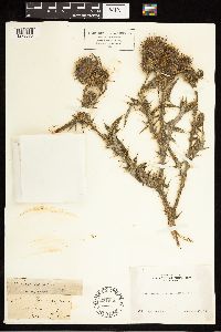 Cirsium vulgare image