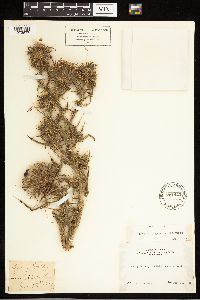 Cirsium vulgare image