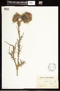 Cirsium vulgare image