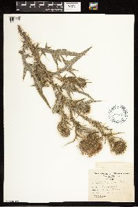 Cirsium vulgare image