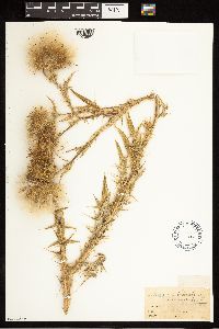 Cirsium vulgare image