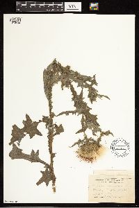 Cirsium vulgare image
