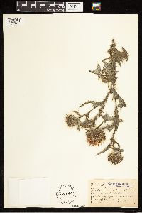 Cirsium vulgare image