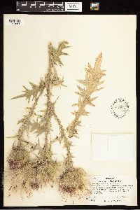 Cirsium vulgare image