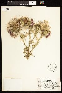 Cirsium vulgare image