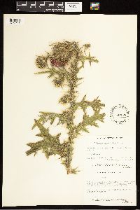 Cirsium vulgare image