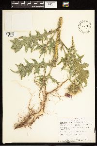 Cirsium vulgare image