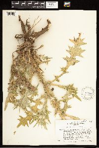 Cirsium vulgare image