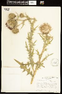 Cirsium vulgare image