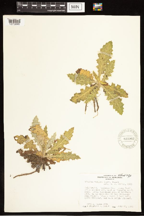 Cirsium vulgare image