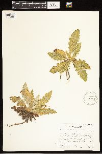 Cirsium vulgare image