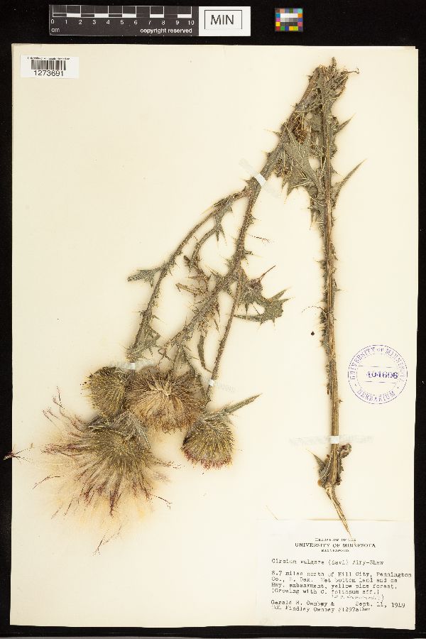 Cirsium vulgare image