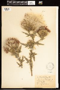 Cirsium vulgare image