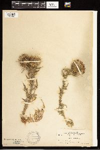Cirsium vulgare image