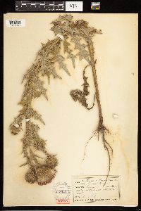 Cirsium vulgare image