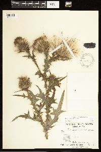 Cirsium vulgare image
