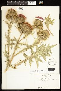 Cirsium vulgare image