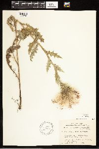 Thumbnail image of current specimen