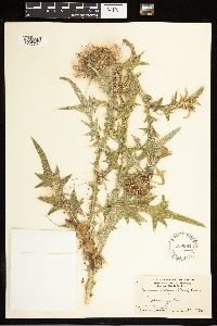 Cirsium vulgare image