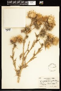 Cirsium vulgare image