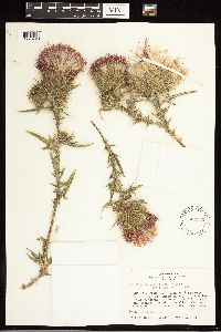 Cirsium vulgare image