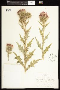 Cirsium vulgare image