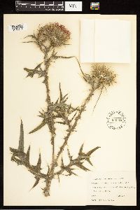 Cirsium vulgare image