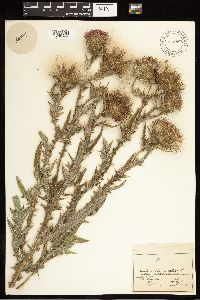 Cirsium vulgare image