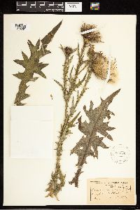 Cirsium vulgare image